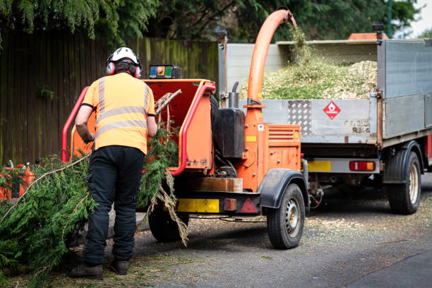 Best Large Tree Removal  in Sultana, CA